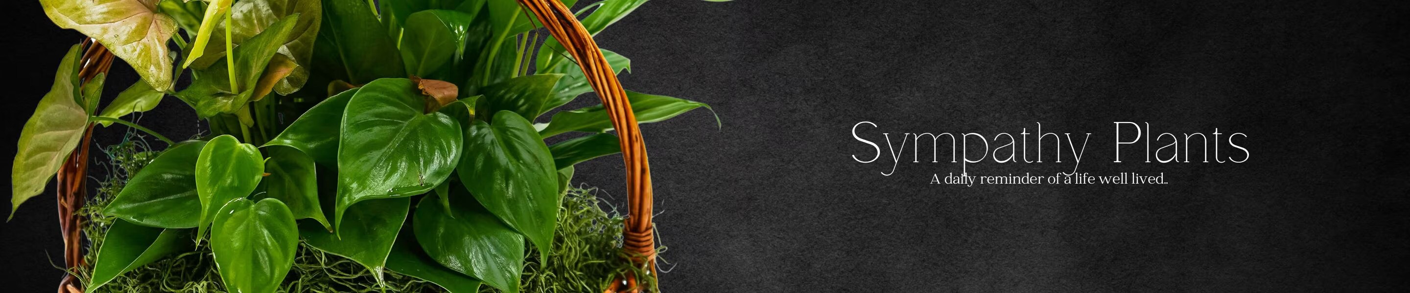 Sympathy Plants Delivery Durham NC Angel Roses Florist & Flower Delivery